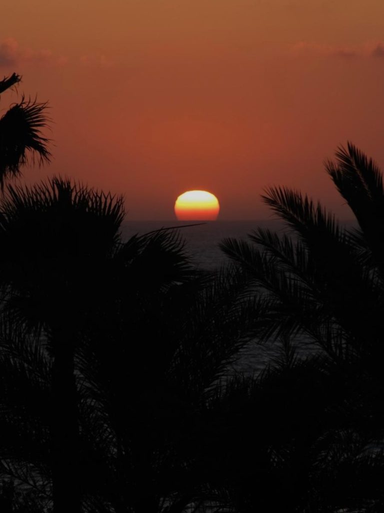 Un suggestivo tramonto sul mare visto attraverso la silhouette scura di fronde di palma, durante un viaggio fly&drive a cipro. Il sole è una sfera arancione vivida che tocca l'orizzonte, tingendo il cielo di sfumature calde e sature