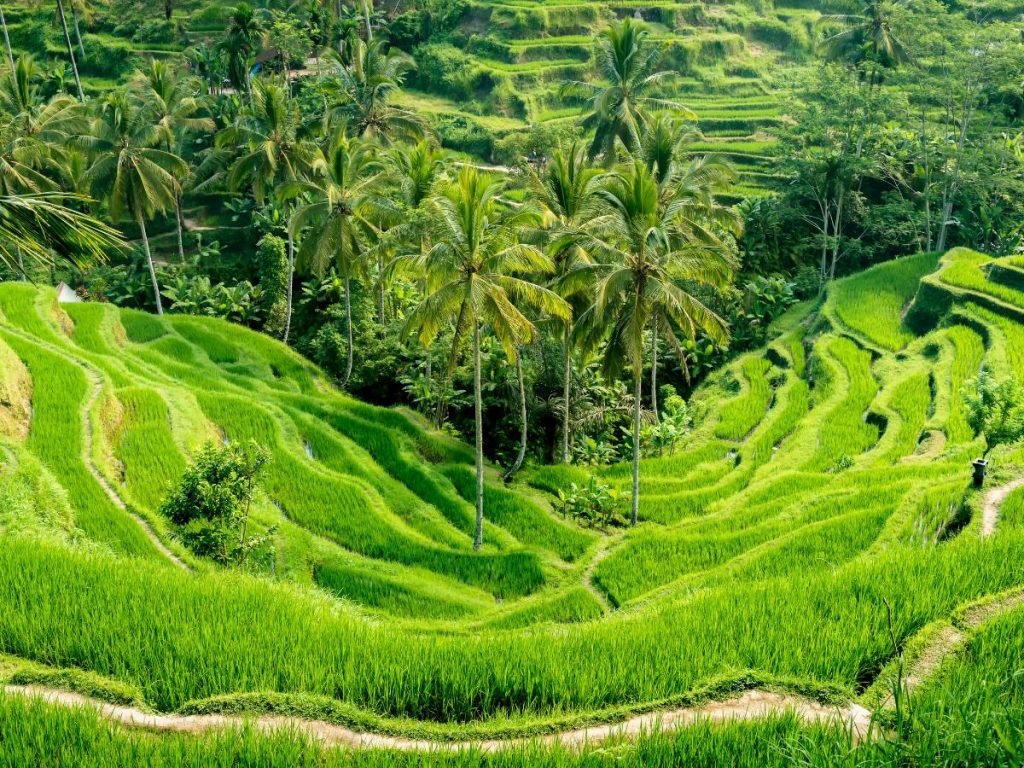 Terrazze di riso di Tegalalang a Bali, con i loro caratteristici livelli di un verde brillante e alte palme da cocco che crescono lungo i sentieri della vallata.